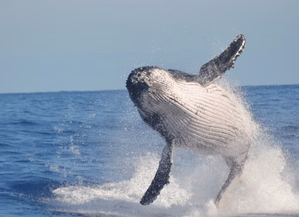 Whale Watching, El Limón Waterfall & Bacardi Island