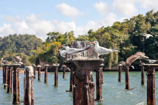 Whale Watching, El Limón Waterfall & Bacardi Island