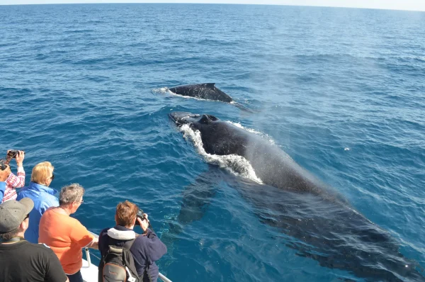 Whale Watching, El Limón Waterfall & Bacardi Island